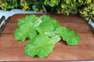 LETTUCE LEAVES 1008