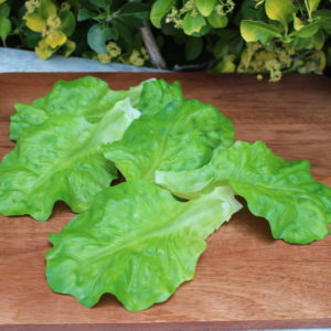 LETTUCE LEAVES 1008