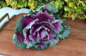 Fake Purple Cabbage Head